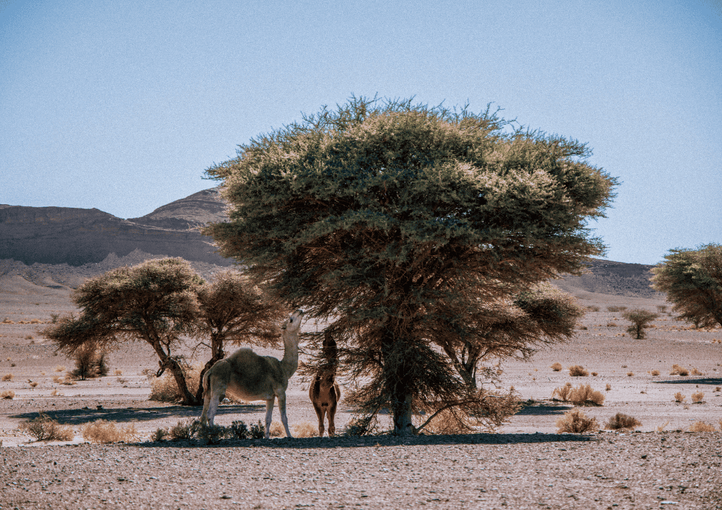 glamping in morocco desert