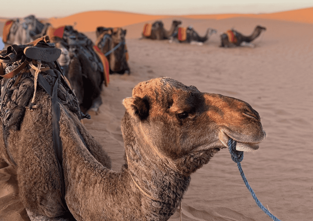 morocco sahara adventure trip